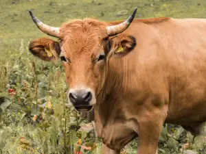 Beef Význam